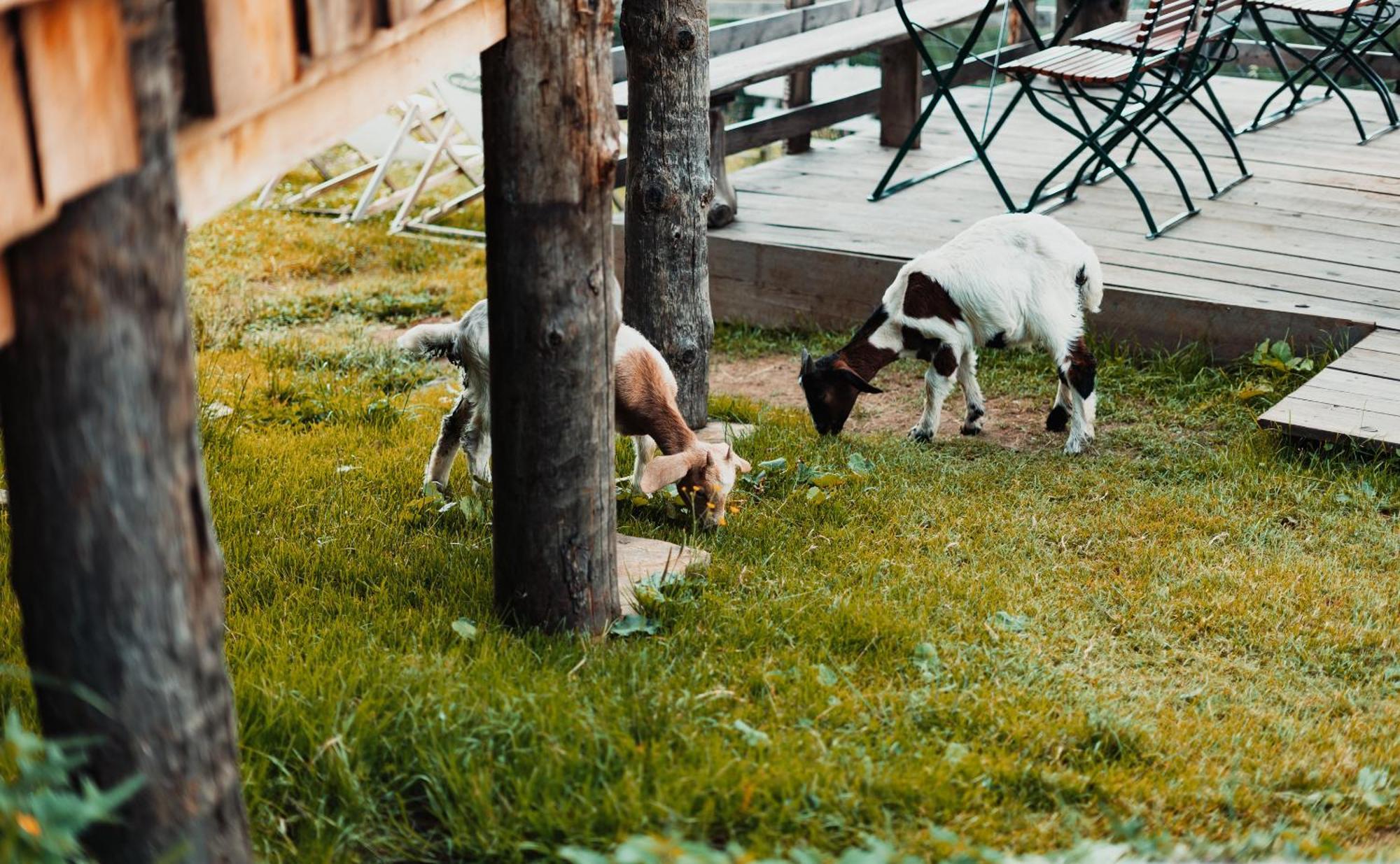 Mei Zeit Huettendorf Turracher Hohe Dış mekan fotoğraf
